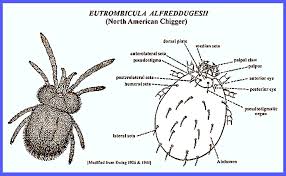 Image result for Trombicula autumnalis bites