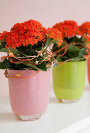 Kalanchoe Como Cuidar Mudas E Ideias De Decoracao Vasos Rusticos Cachepos De Madeira Jardineira De Madeira