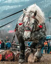 How Much Horsepower Does A Horse Have Anyways? - Indie88