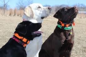 Labrador retriever puppies love to play fetch and roll around on the grass. Available Labs