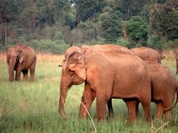 Asiatic Elephant