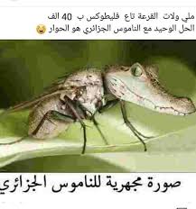 Pin By امير الجزائري On منوعات Moth Animals Insects