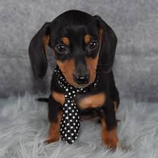 Dachshund for sale in pa. Dachshund Puppies For Sale In Pa Cheap