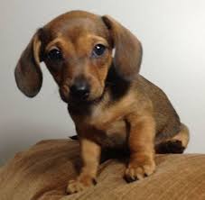 Wired, harsh and rough, fine. Darcy Female Chiweenie Chihuahua Dachshund Puppy For Sale In Kingston Ontario Chiweenie Puppies Dachshund Puppies For Sale Chiweenie