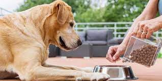 Pin On Dog News In India