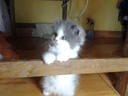 Pin Di Kucing Persia