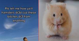 People Share How Their Hamsters Have Died And Laughing Is Not Allowed