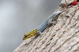 Astronomy To Zoology Gecko Lizard Reptiles
