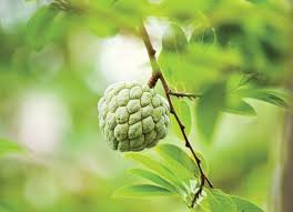 Image result for Xylopia aethiopica