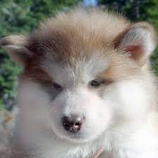 Maybe you would like to learn more about one of these? Snowlion Alaskan Malamutes Alaskan Malamute Breeders In California Nevada