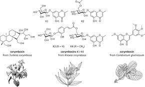 Image result for Gnidia burchellii