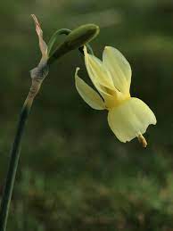 Narcissus Triandrus Subsp Pallidulus World Of Flowering Plants Nature Pictures Flowers Planting Flowers Unusual Flowers