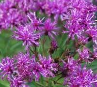 Image result for Vernonia ugandensis