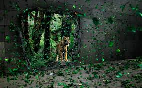 You can shuffle all pics, or, shuffle your favorite pics only. High Resolution Fierce Animal Wallpaper High Definition High Resolution Hd Wallpapers High Definition High Resolution Hd Wallpapers