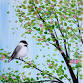 Paint Nite: Springtime Chickadee event image