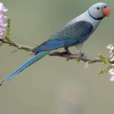 Синий ожереловый попугай