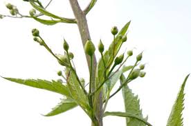 Image result for Landolphia lanceolata