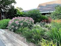 Think Green Thursday: Rain Gardens