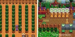 How To Make Green Tea And Pickled Tea Leaves In Stardew Valley