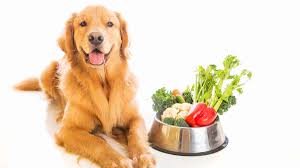 Is celery always on your kitchen chopping board? Can Dogs Eat Celery Know How To Serve It Food And Dating Magazine