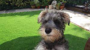 You could use a bucket filled with water, but you're the best bet would be a hose. How To Get Rid Of The Smell Of Dog Urine From Artificial Grass Grass Direct Blog