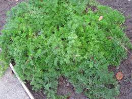 Asparagus Fern Asparagus Sprengeri Compacta Asparagus Fern Plants Asparagus