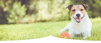 We did not find results for: Veterinarian In Titusville Florida
