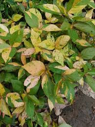 Image result for Acalypha nyasica