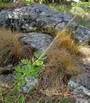 Image result for Afrosciadium nyassicum