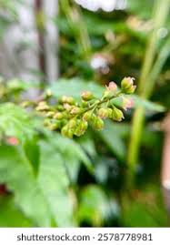 Image result for Petiveriaceae