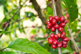 Coffee production in puerto rico has a checkered history between the 18th century and the present. Adjuntas Coffee Plantation Day Trip From San Juan 2021