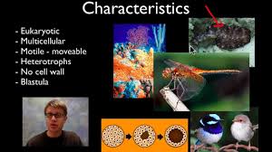 Name a type of crustacean. Classification Of Living Things Biodiversity Siyavula