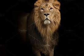 The King Lion Lion Background Lion Face