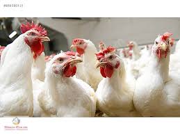 Sakarya Sogutlu Tavuk Ciftligi Calisma Ruhsatli Krediye Uygun Sahibinden Comda 869380121