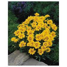 بذر گل کروپسیس violet flower red geraniums delphinium