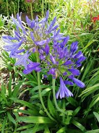 Image result for Agapanthus campanulatus