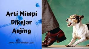 Ular hitam berarti orang terdekat anda yang kaya, jika anda memiliki hutang anda akan ditagih jika tidak anda akan mendapat rejeki olehnya. Arti Mimpi Dikejar Anjing Bermakna Baik Dan Buruk Terlengkap Blog Nurdin Sikalem