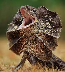 Animals On Land On Instagram Straight Out Of Jurassic Park Frilled-neck Lizard Photos By Yensen_tan Animalsonland N Animals Lizard Reptiles Pet