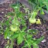 Yellow crookneck squash is the most productive and flavorful summer squash variety that i've ever grown. Https Encrypted Tbn0 Gstatic Com Images Q Tbn And9gcq Slmdh84jfui Tsgjvurmste Pnlbdo1vuttsgmrcnjt4dttj Usqp Cau