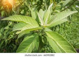 Image result for Blumea