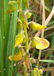 Image result for Crotalaria monteiroi