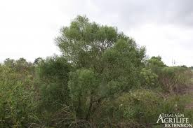 Image result for Agrocharis