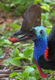 Australian Birds That Lay Eggs On The Ground Pin On Animalia