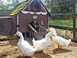 Follow the cutting instructions on your plan. A Guide To Duck Houses Hgtv