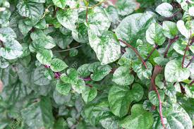 Image result for Basellaceae