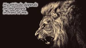 High Attitude Status For Whatsapp Lion Hd Wallpaper Lion Wallpaper Animal Wallpaper