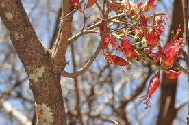 Image result for Schotia afra