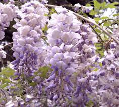 Production in the early 1980s, especially in roses, carnations and chrysanthemums. Aunt Dee Kentucky Wisteria