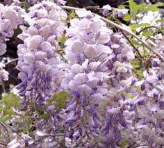 Our roblox wisteria codes wiki has the latest list of working op code. Aunt Dee Kentucky Wisteria