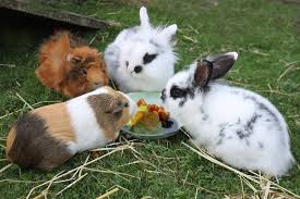 Diese tierarten dürfen nicht generell verboten werden. Kaninchen Mit Anderen Haustieren Zusammen Halten Geht Das Gut Haustier Blog